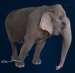 Clapped Elephant Learned Helplessness - 99%